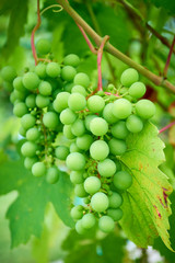 A young bunch of grapes. wine grapes