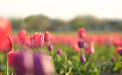 Field with fresh beautiful tulips. Blooming flowers