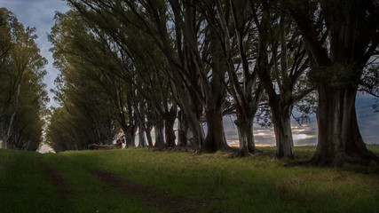 avenida de arboles al atardecer