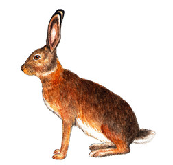 European hare. Watercolor illustration. Hare sits. Isolated pattern on white background. Illustration for printing on t-shirts, fabrics, magazines about animals.