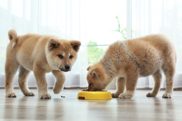 Adorable Akita Inu puppies eating food from bowl at home