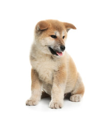 Adorable Akita Inu puppy on white background