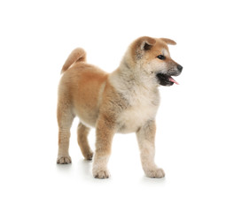 Adorable Akita Inu puppy on white background