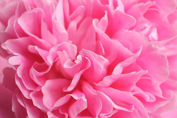Beautiful fresh peony flower as background, top view