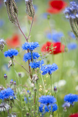Pretty women holding vase with summer bouquet of wild flowers.  Colorful wildflowers background.