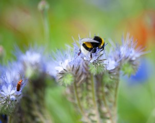 Pretty women holding vase with summer bouquet of wild flowers.  Colorful wildflowers background.