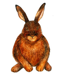 European hare. Watercolor illustration. Hare sits. Forest dweller. Full face photo. Illustration for printing on t-shirts, fabrics, magazines about animals.