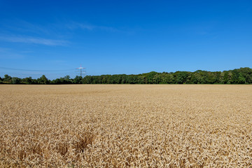Fototapeta premium Outdoor sunny landscape view of golden ears of yellow barley wheat field with the trace of tractor or vehicle wheel mark, in countryside area against deep blue sky.