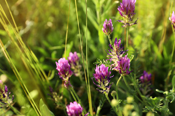 Beautiful wild flowers outdoors, space for text. Amazing nature in summer