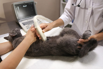 Grey cat having ultrasound scan in veterinary clinic, closeup