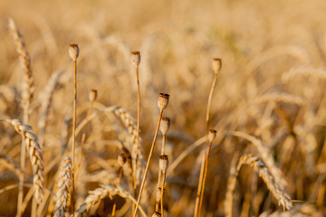 Close Up of poppy in yellow wheat field