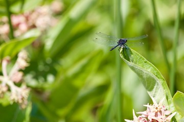 dragonfly on green leaf