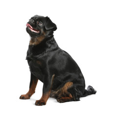 Obraz premium Adorable black Petit Brabancon dog sitting on white background