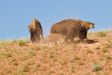 american buffalo herd