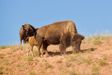 buffalo in field