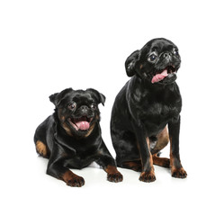 Adorable black Petit Brabancon dogs on white background