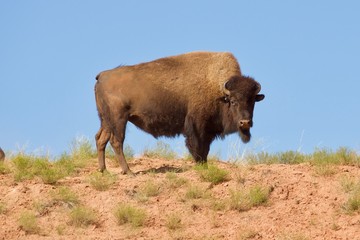 buffalo in a field
