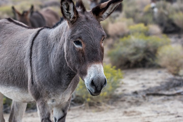 Wild Burro