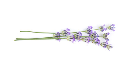 Beautiful tender lavender flowers on white background, top view © New Africa