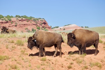 buffalo in field