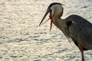 Blue Heron and i bleive that is his tongue