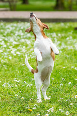 jack russel on  meadow