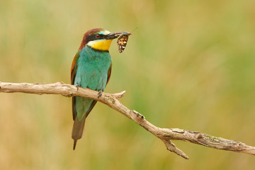 European bee eater (Merops apiaster)