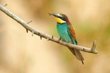 European bee eater (Merops apiaster)