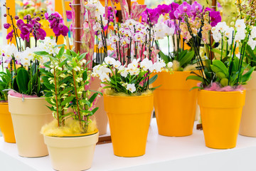 Beautiful tropical orchid flowers in pots