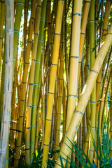 Bamboo forest.  nature background . bamboo plant