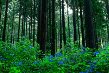 森に咲く紫陽花