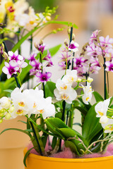 Naklejka na ściany i meble beautiful plant orchid flower. beautiful flowers