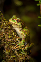 Chilean Tree frog