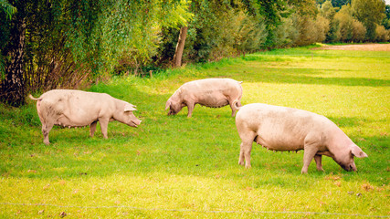 Fototapeta premium pig standing on a grass lawn.