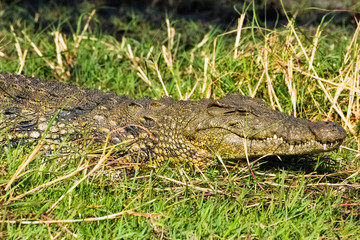 Crocodile in Chobe National Park