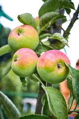 ripe apples on a branch with green leaves
