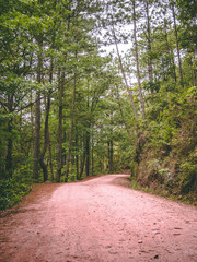 Rural road with a lot of trees