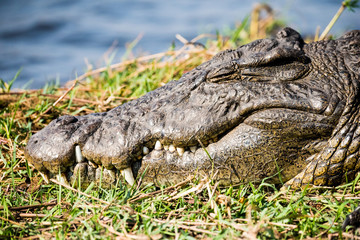 Crocodile in Chobe National Park
