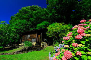 水車小屋と紫陽花