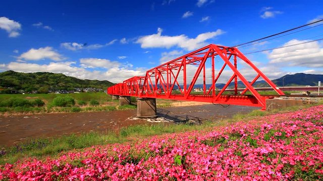 Panning shot of moss phlox and Bessho Line train bridge over Chikuma River
