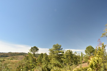Fototapeta na wymiar landscape with tree and blue sky