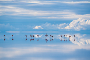 ウユニ湖 Uyuni フラミンゴ
