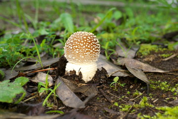 Tokyo,Japan-July 23, 2019: Closeup of Amanita pantherina on dead leaves 