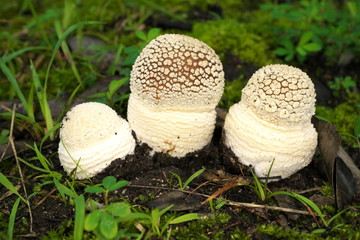 Tokyo,Japan-July 23, 2019: Closeup of Amanita pantherina on dead leaves 