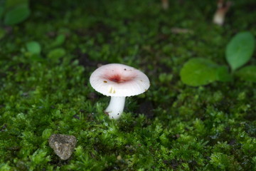 Tokyo,Japan-July 23, 2019: Closeup of Russula bella in wet moss 