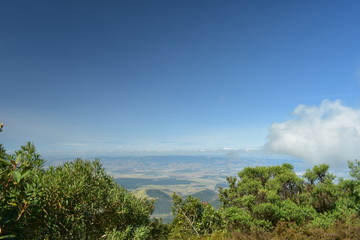 landscape with palm trees and blue sky