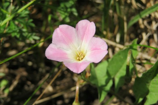 Beautiful pink bindweed flower in the garden, closeup