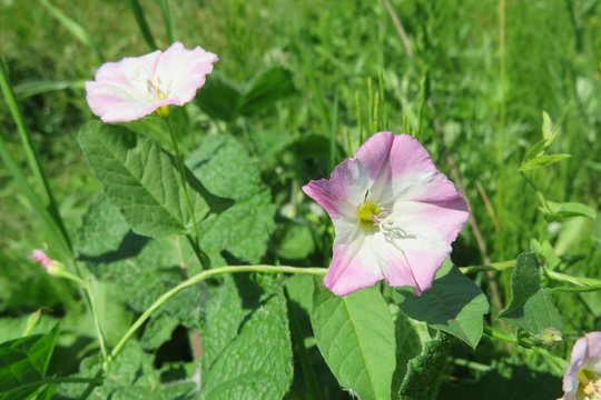 Beautiful pink convolvulus flowers on natural green leaves background, closeup