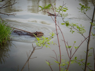 Swimming Beaver