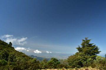 landscape with trees and blue sky